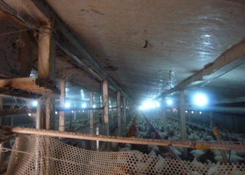 养殖场使用臭氧消毒机进行空气净化消毒的应用方案